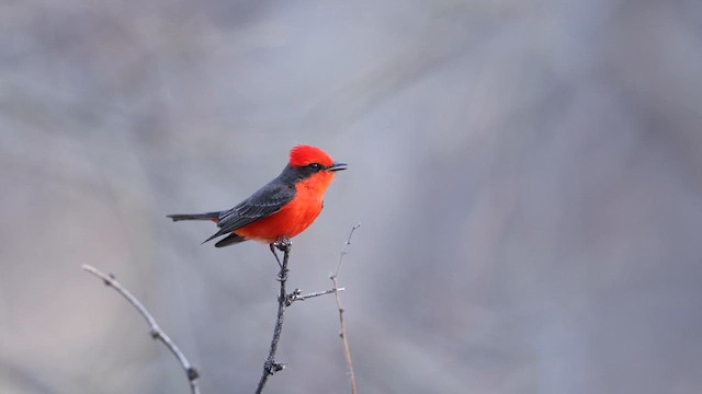 Vermilion Flycatcher - ML637413965