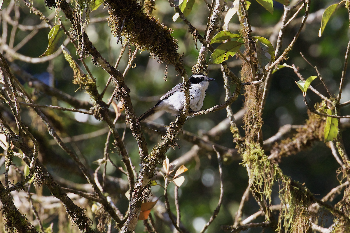 Gray-green Bushshrike - ML637413974