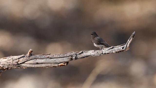 Black Phoebe - ML637413980