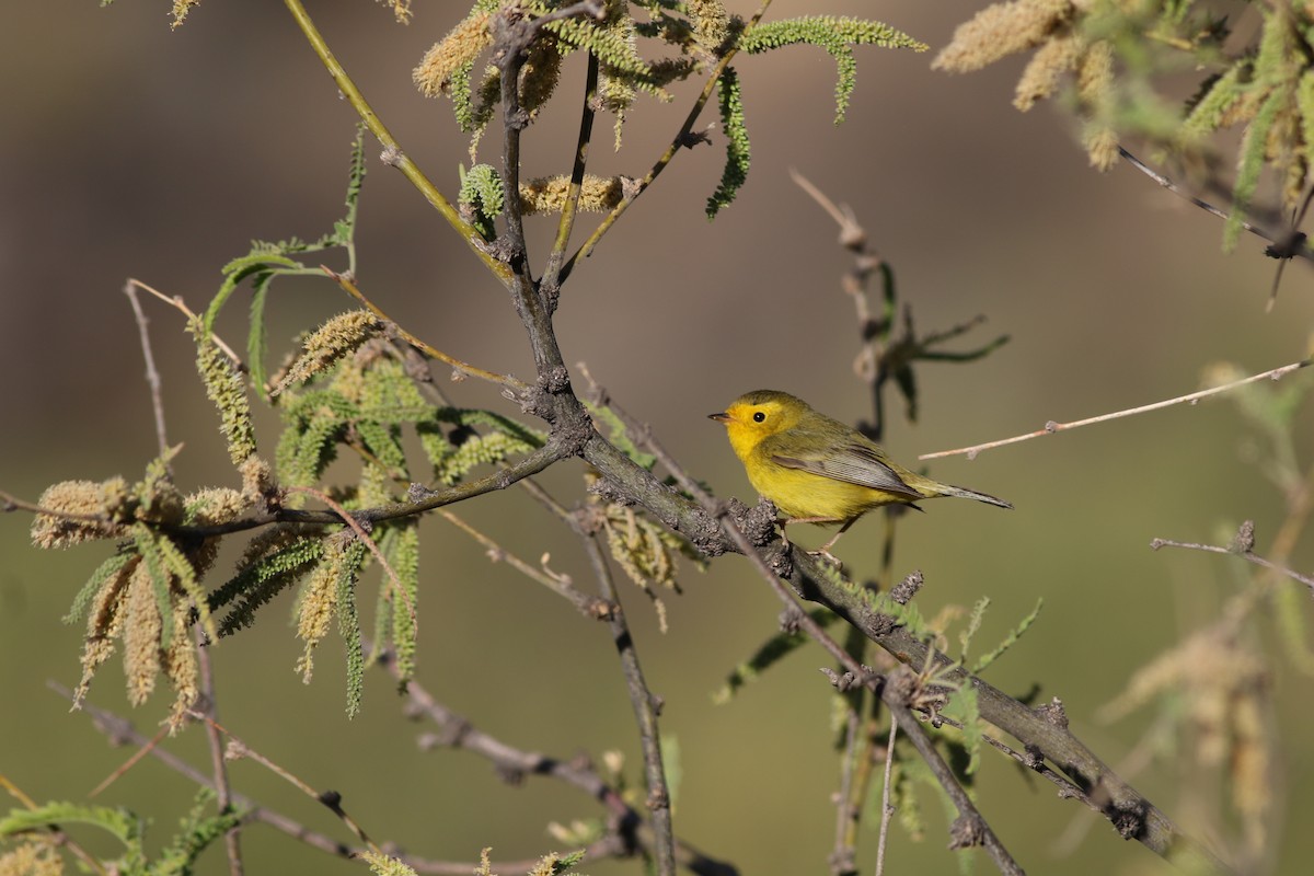 lesňáček čepičatý - ML637413987