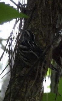 Black-and-white Warbler - ML637413994
