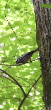 Black-and-white Warbler - ML637413995