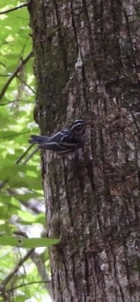 Black-and-white Warbler - ML637413996