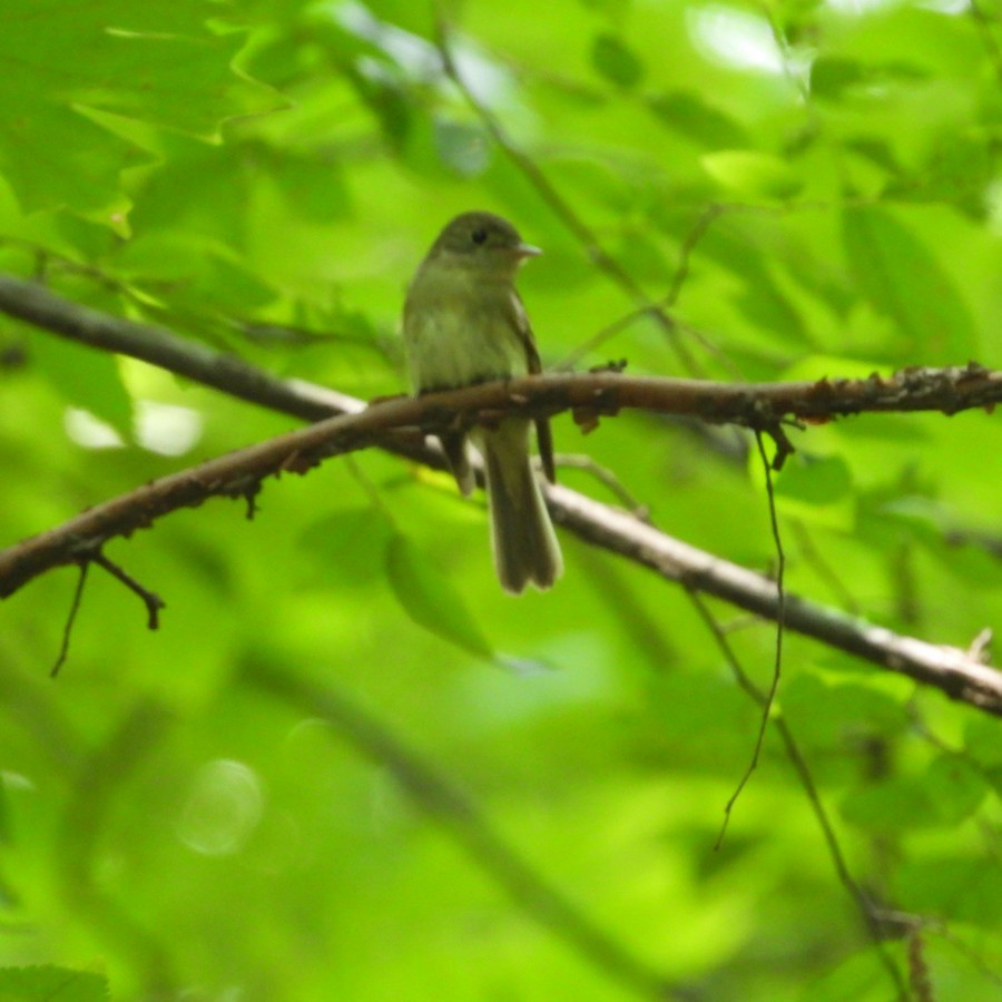 Acadian Flycatcher - ML637414002