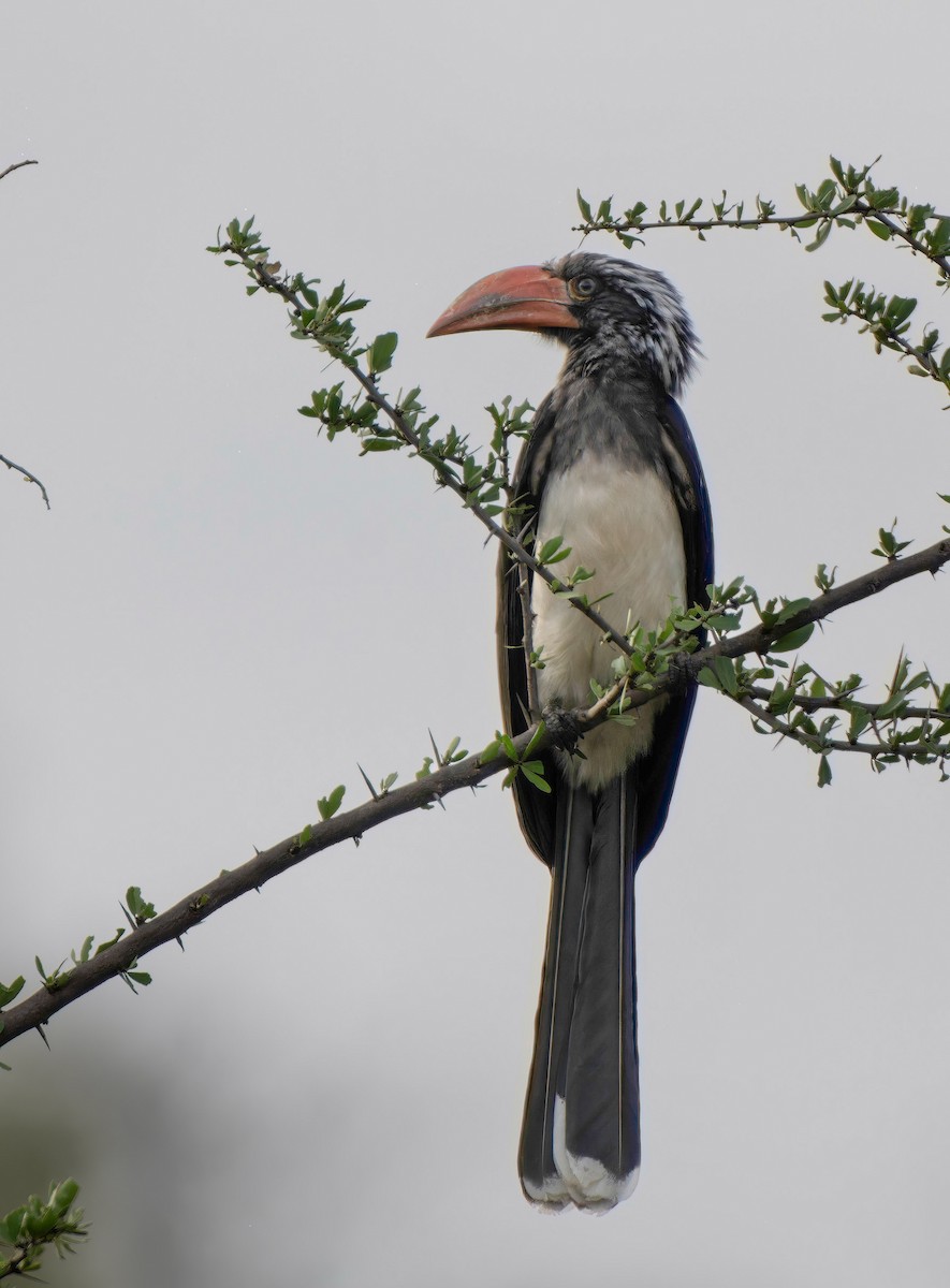 Crowned Hornbill - ML637414039