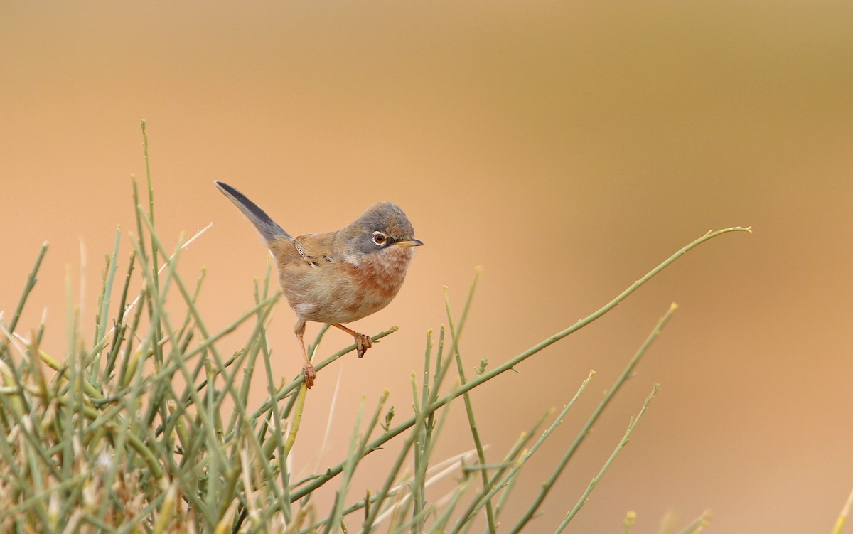 Tristram's Warbler - Christoph Moning