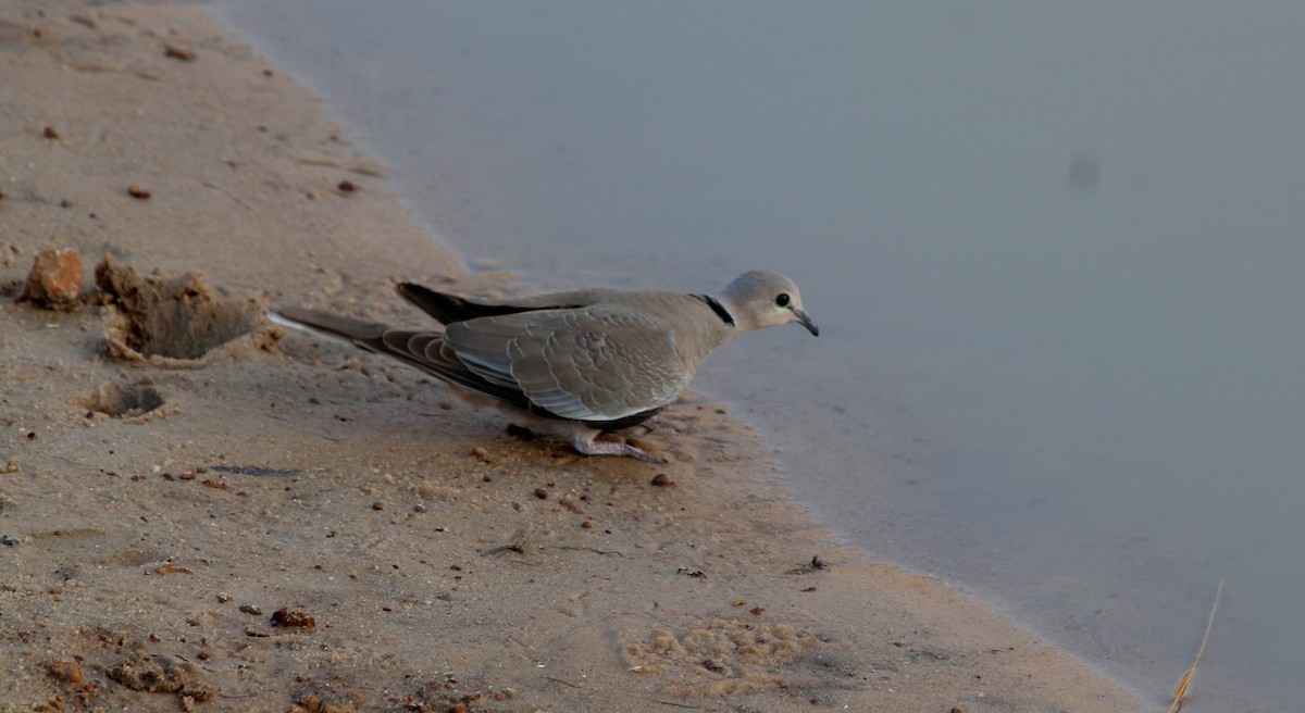 Vinaceous Dove - ML637414113