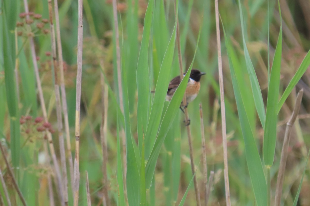 European Stonechat - ML637414166