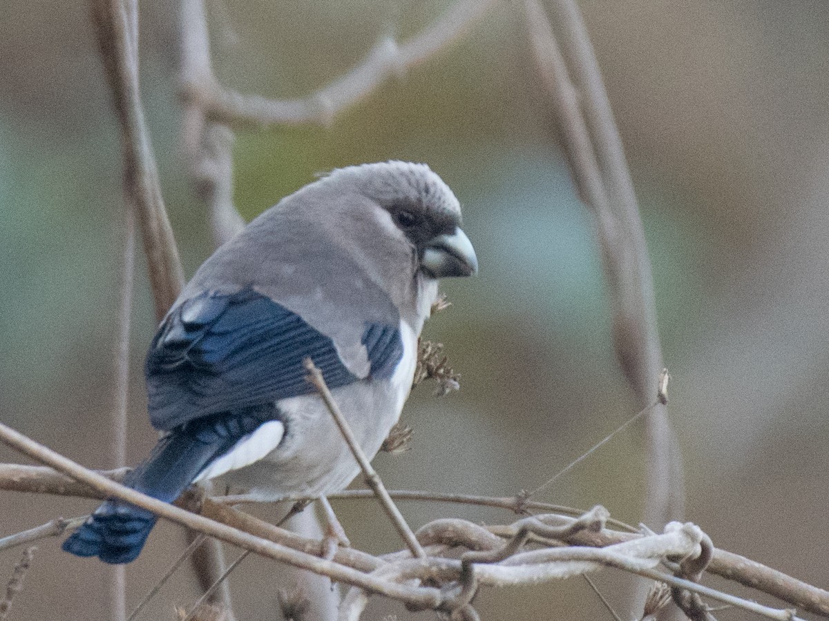 Brown Bullfinch - ML637414185