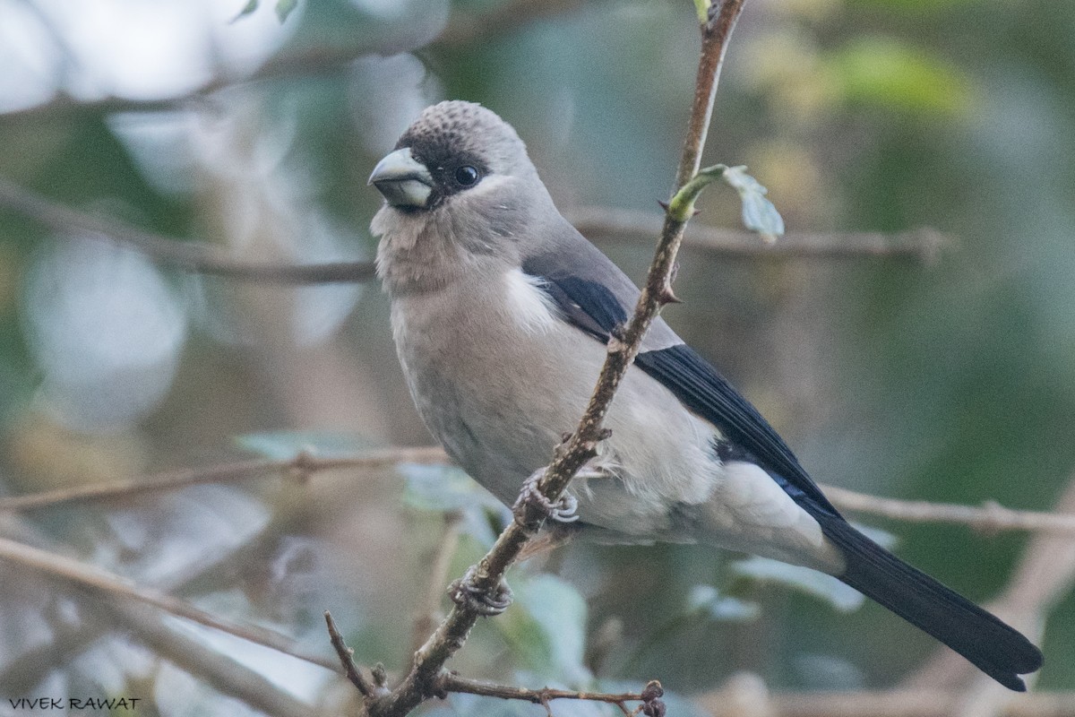 Brown Bullfinch - ML637414188