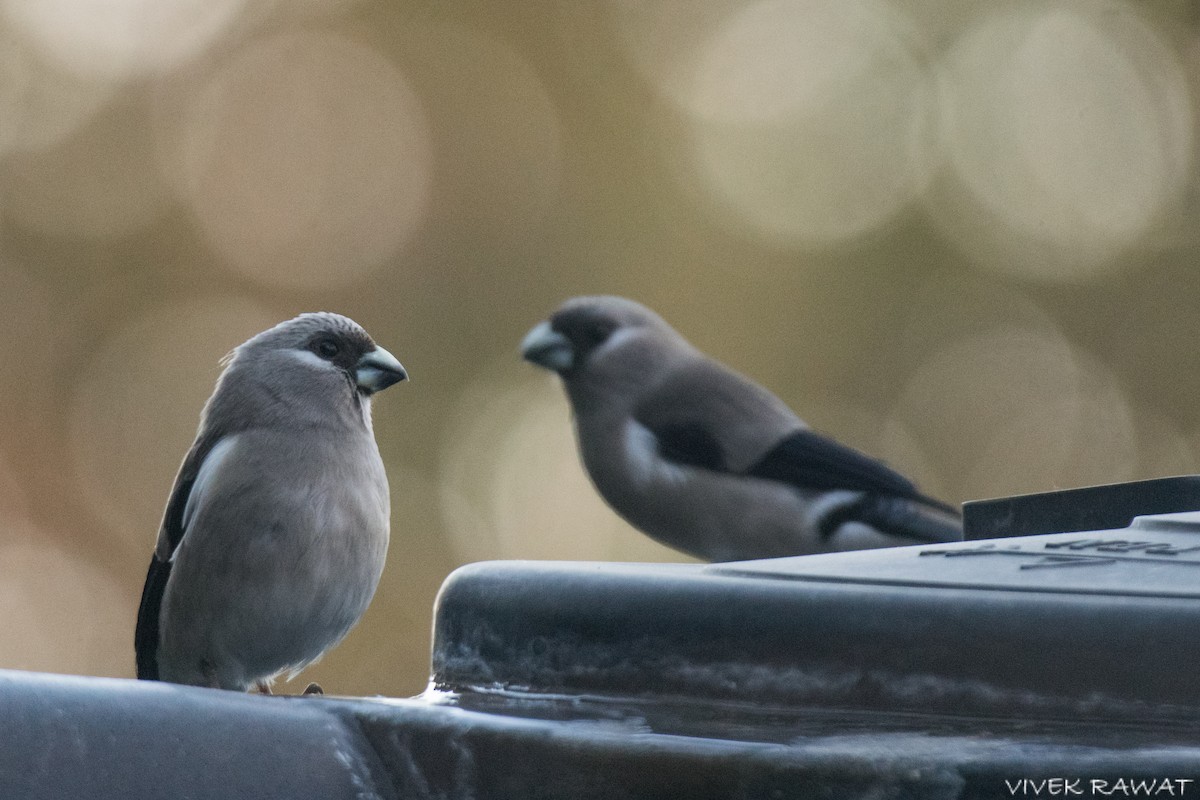 Brown Bullfinch - ML637414190