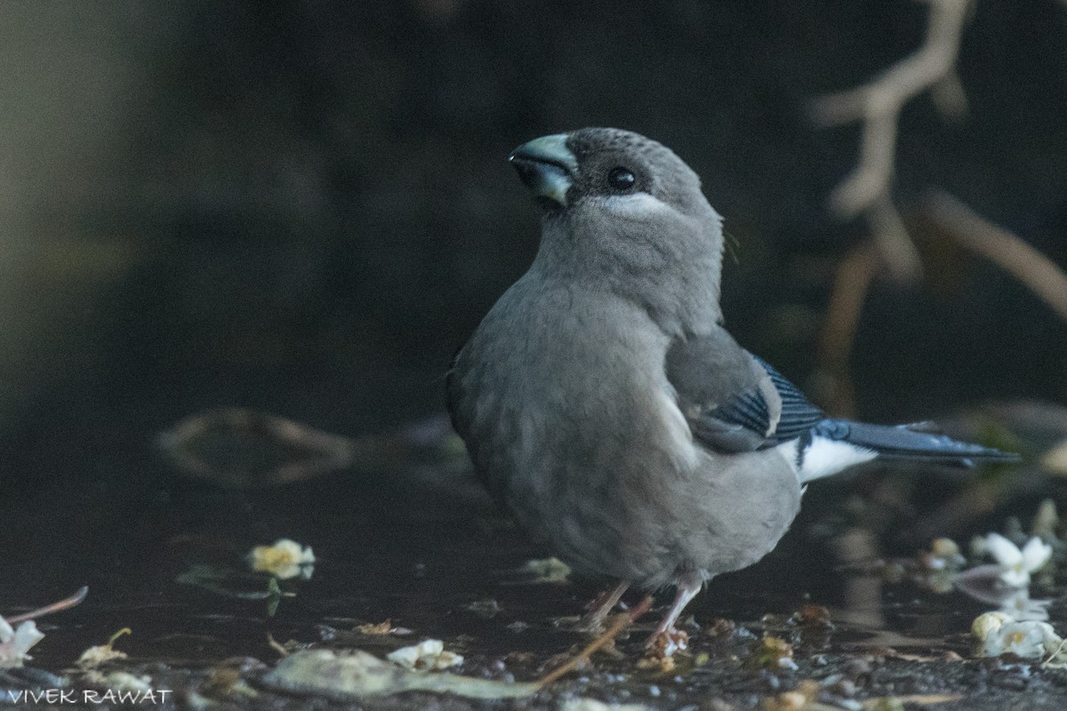 Brown Bullfinch - ML637414191