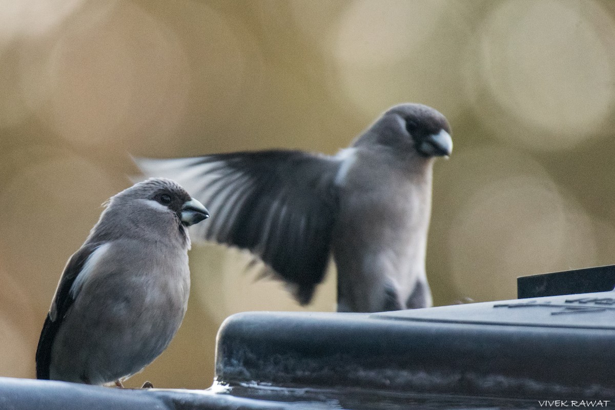 Brown Bullfinch - ML637414193