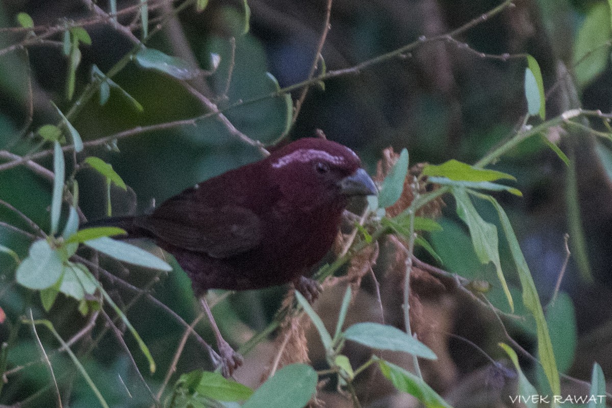 Vinaceous Rosefinch - ML637414202