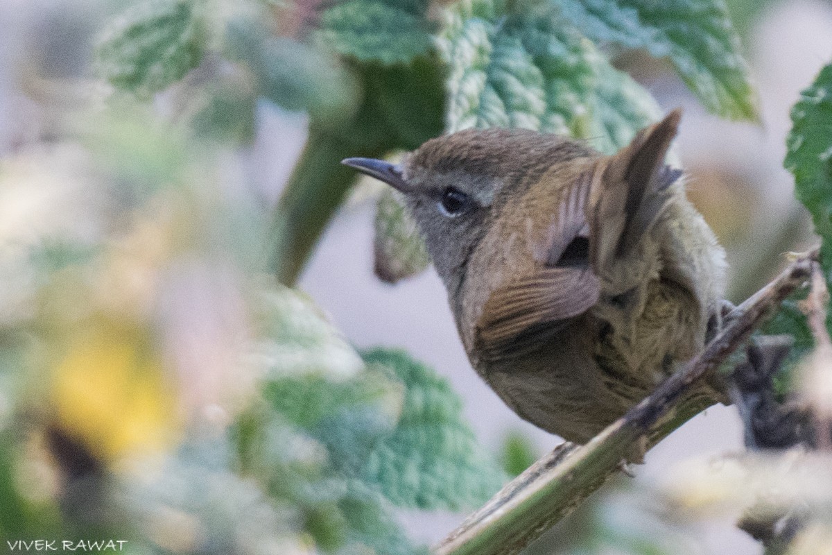Aberrant Bush Warbler - ML637414205
