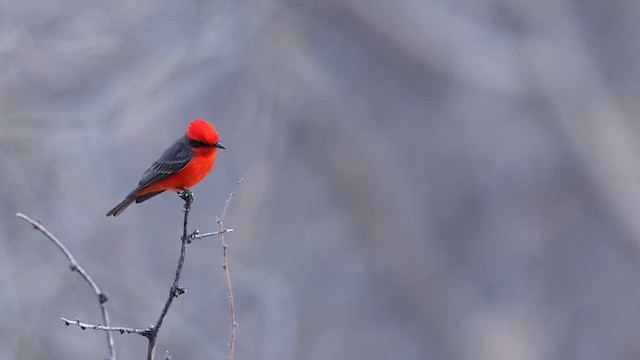 Vermilion Flycatcher - ML637414215