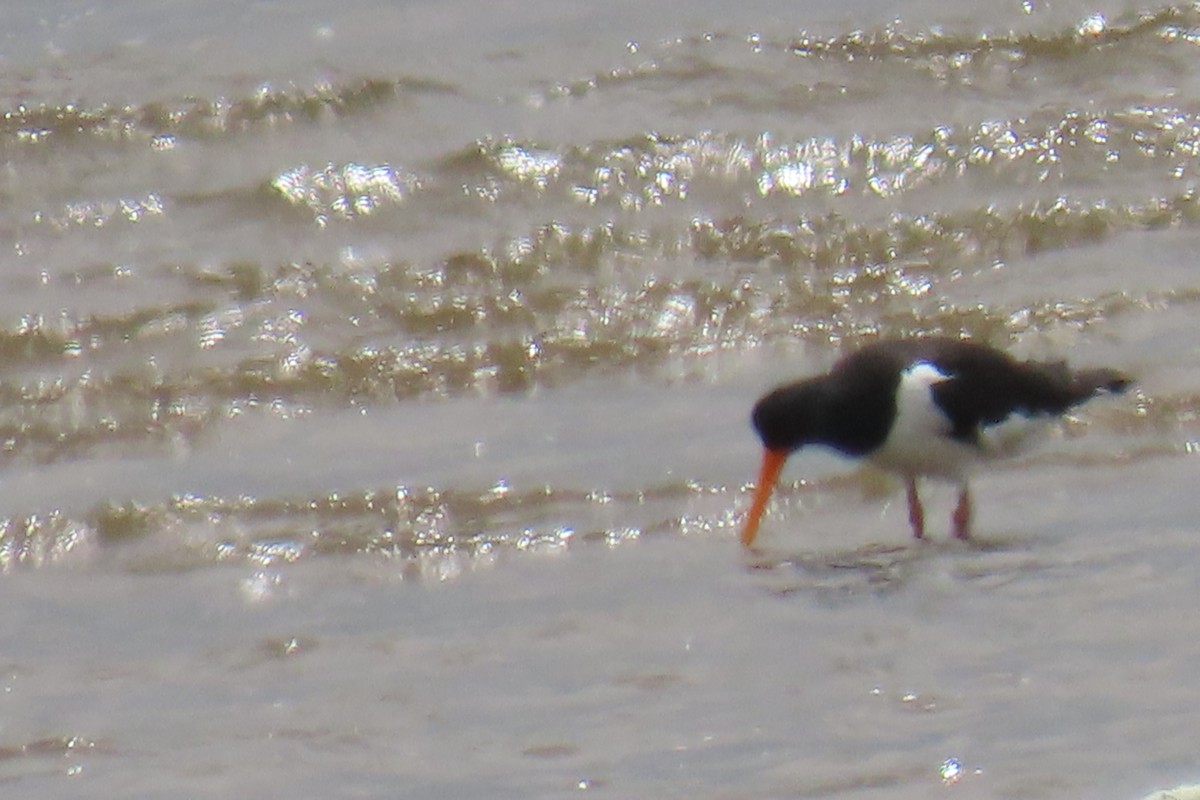 Eurasian Oystercatcher - ML637414222