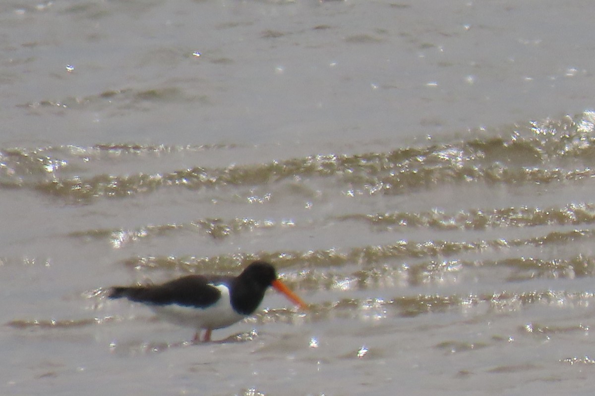 Eurasian Oystercatcher - ML637414239