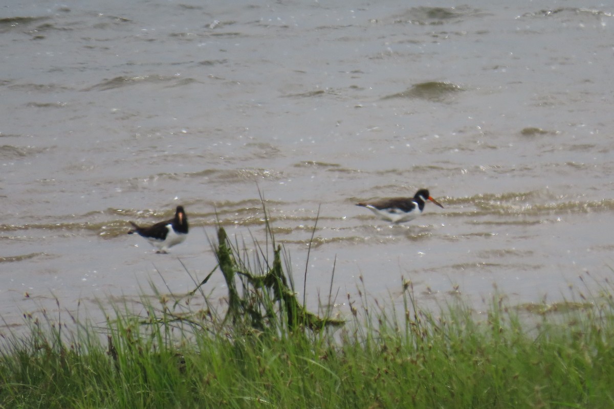 Eurasian Oystercatcher - ML637414240