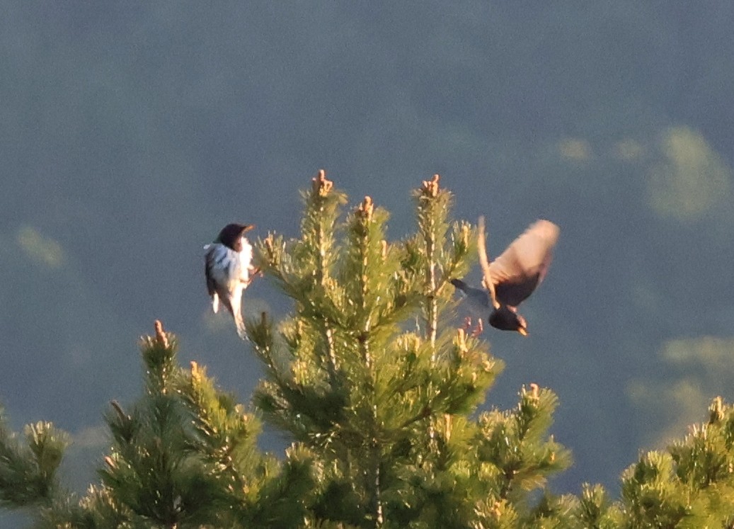 Black-throated Thrush - ML637414251