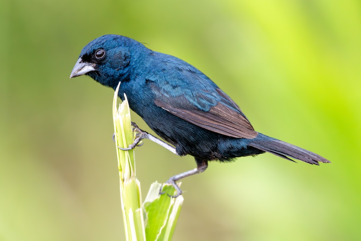 Blue-black Grassquit - ML637414378