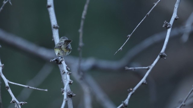 Bell's Vireo - ML637414433