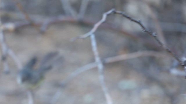Bell's Vireo - ML637414434