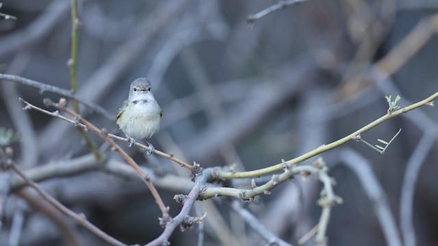 Bell's Vireo - ML637414435