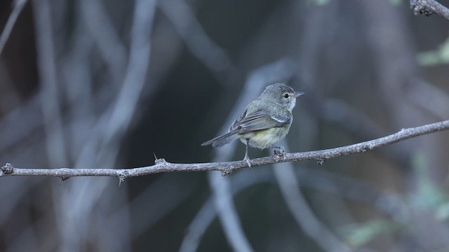 Bell's Vireo - ML637414439