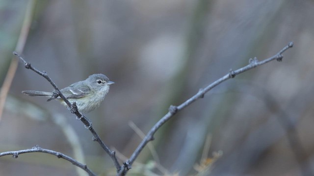 Bell's Vireo - ML637414440