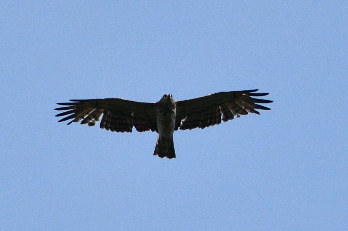 Short-toed Snake-Eagle - ML637414446