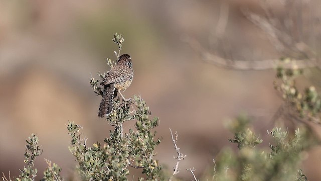 Cactus Wren - ML637414475