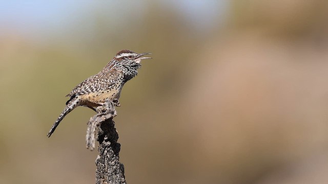 Cactus Wren - ML637414503