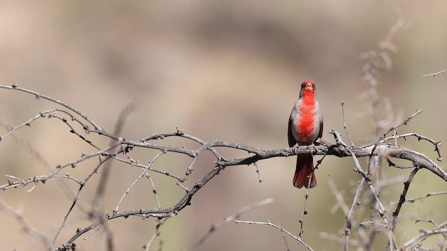ørkenkardinal - ML637414507