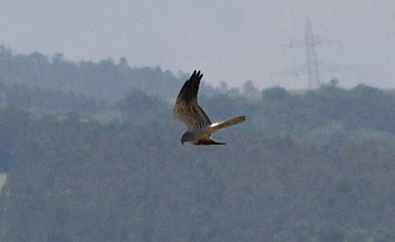 Montagu's Harrier - ML637414508