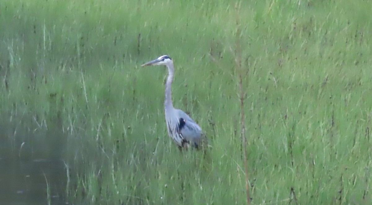 Great Blue Heron - ML637414512