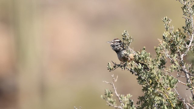 Cactus Wren - ML637414548