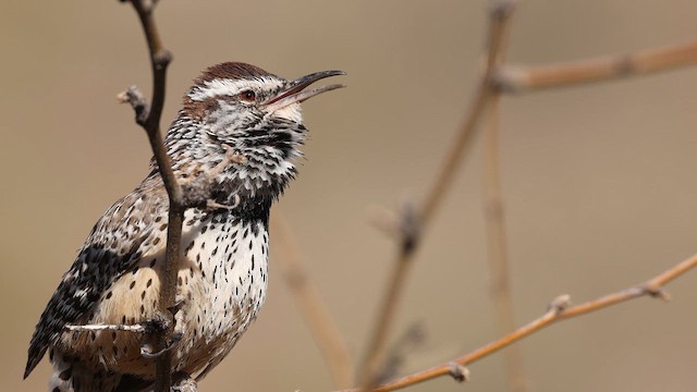 Cactus Wren - ML637414564
