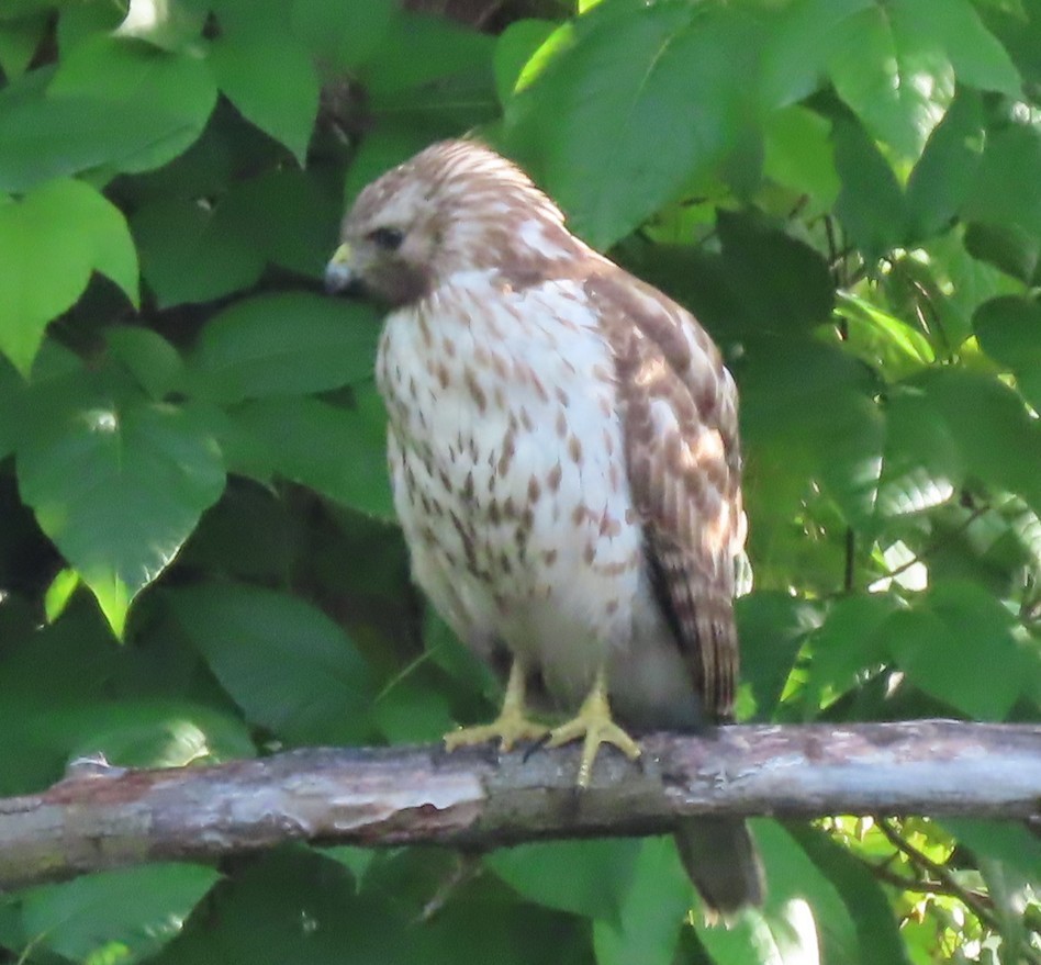 Red-shouldered Hawk - ML637414568