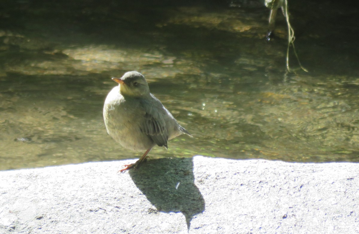 メキシコカワガラス - ML637414571