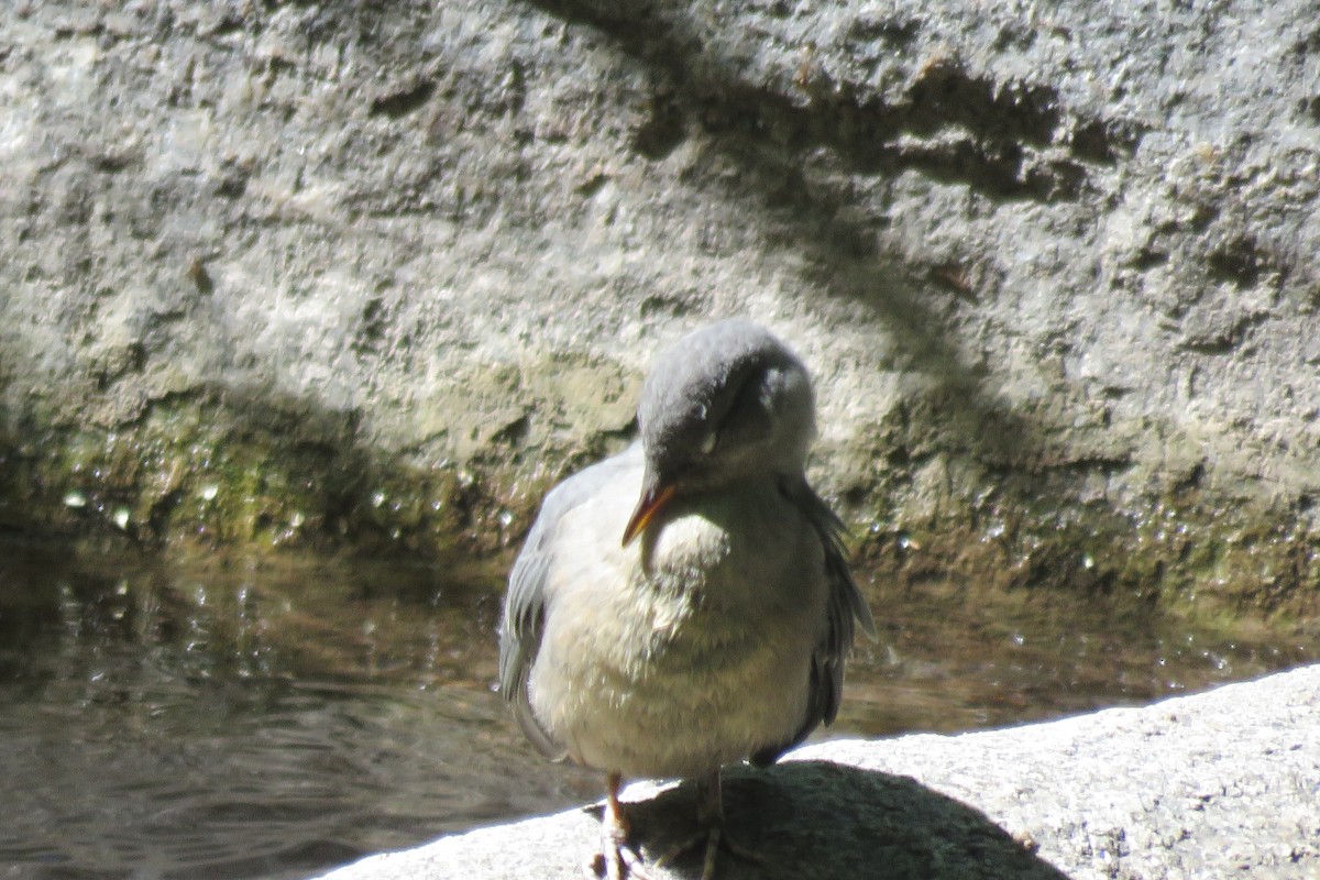 メキシコカワガラス - ML637414572