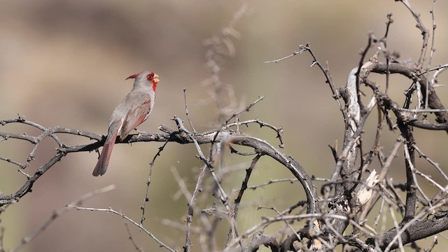 ørkenkardinal - ML637414573