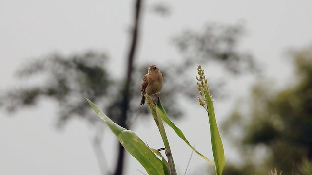 Singing Bushlark - ML637414579