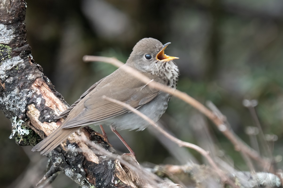Bicknell's Thrush - ML637414585