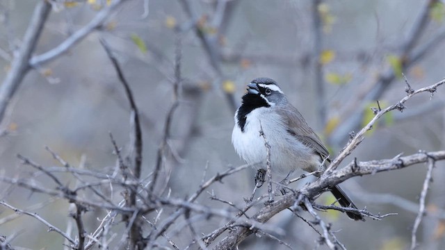 Black-throated Sparrow - ML637414586