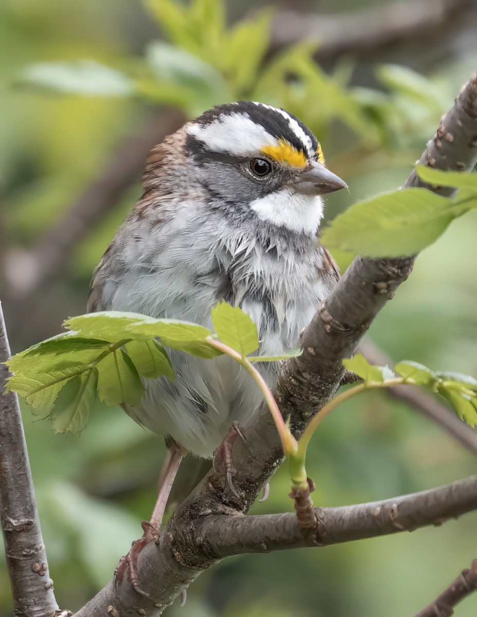 White-throated Sparrow - ML637414601