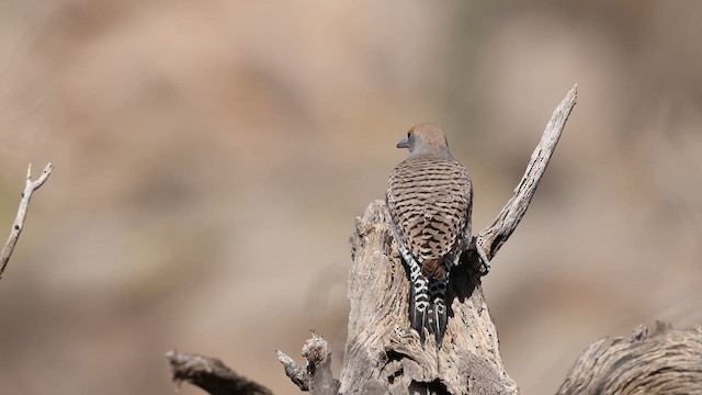 Gilded Flicker - ML637414609