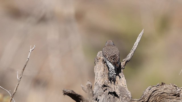 Gilded Flicker - ML637414612