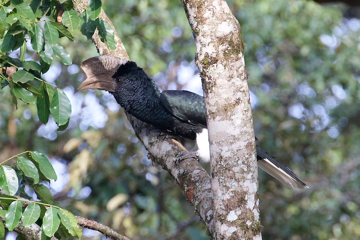 Grauwangen-Hornvogel - ML637414829