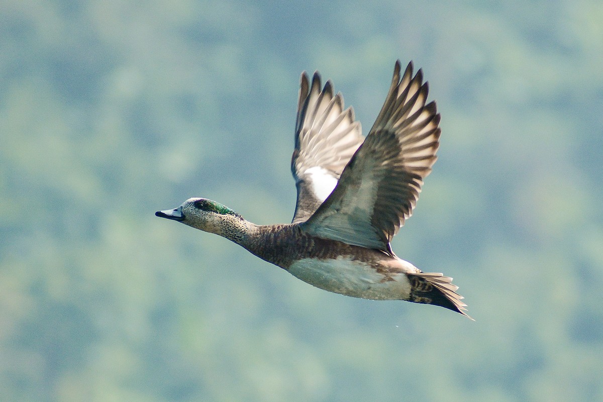 American Wigeon - ML637414851